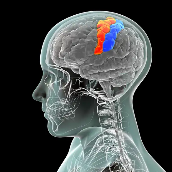 ssep (somatosensory evoked potential) - lower limb test